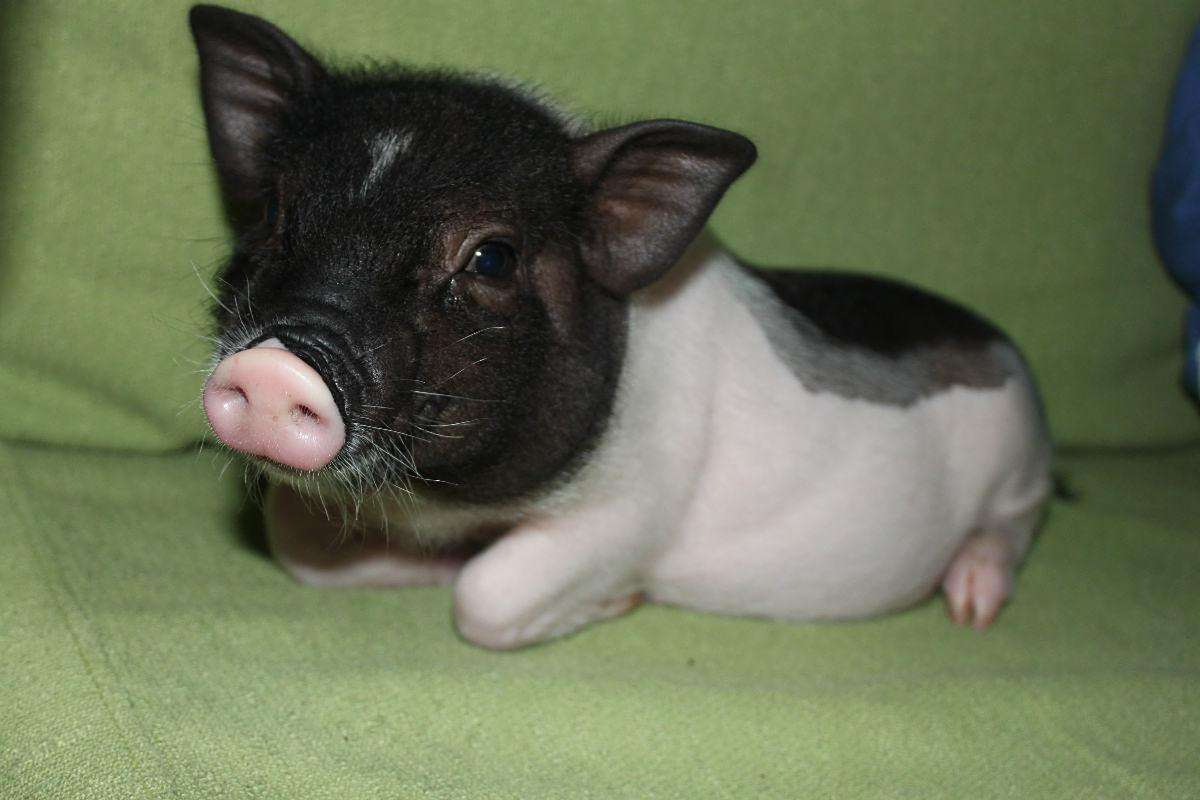 身材娇小,呆萌可爱,照顾好小香猪其实很简单