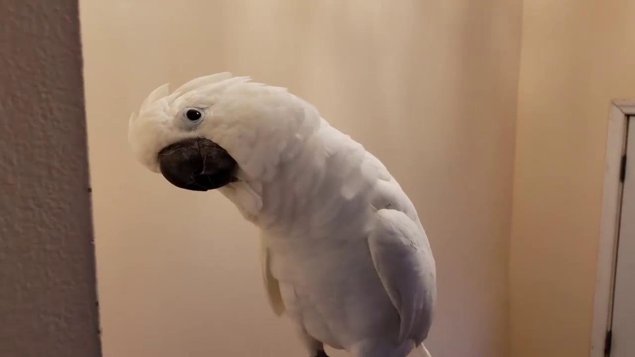 鳳頭鸚鵡朝著狗狗吠叫,狗狗一臉懵的看著,太逗了