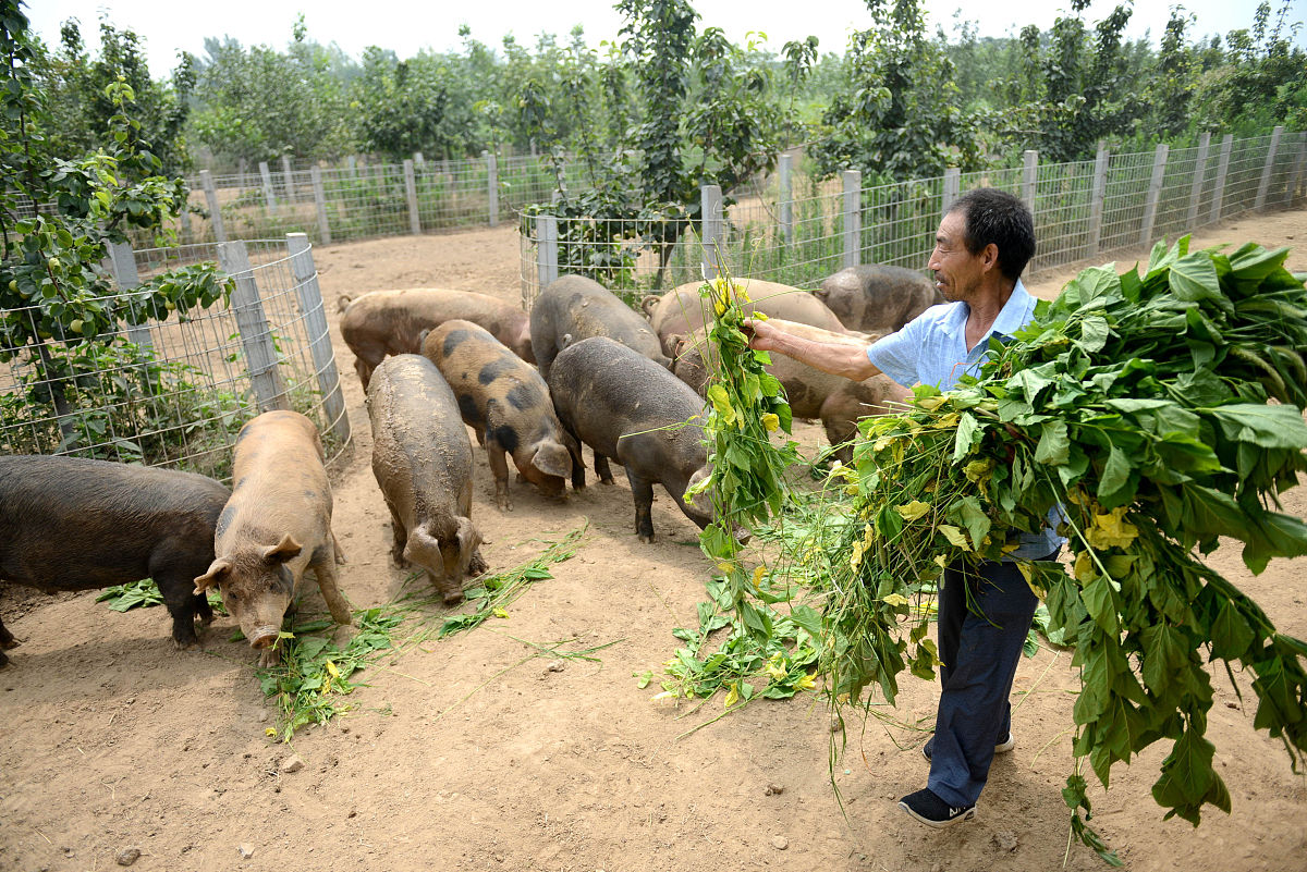 鼠和猪相配婚姻如何合得来吗02男鼠女猪的婚姻会长久吗