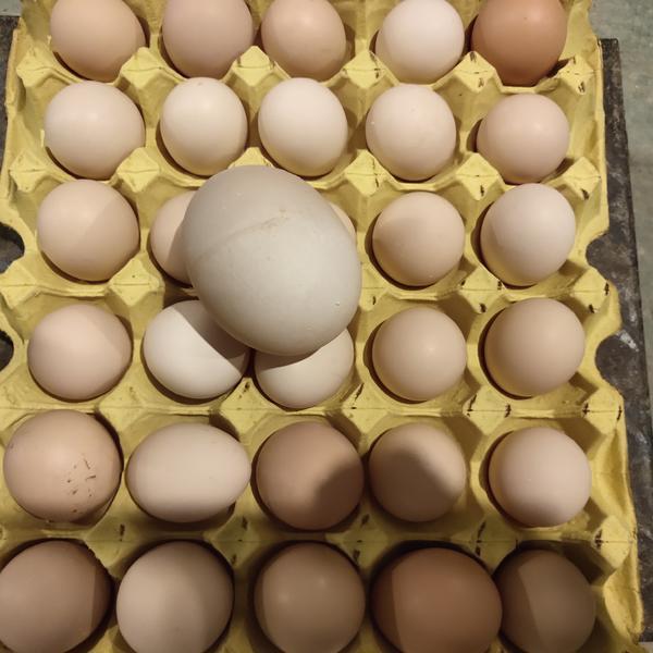 奇闻!商丘一养鸡场惊现"蛋中蛋"重达175克