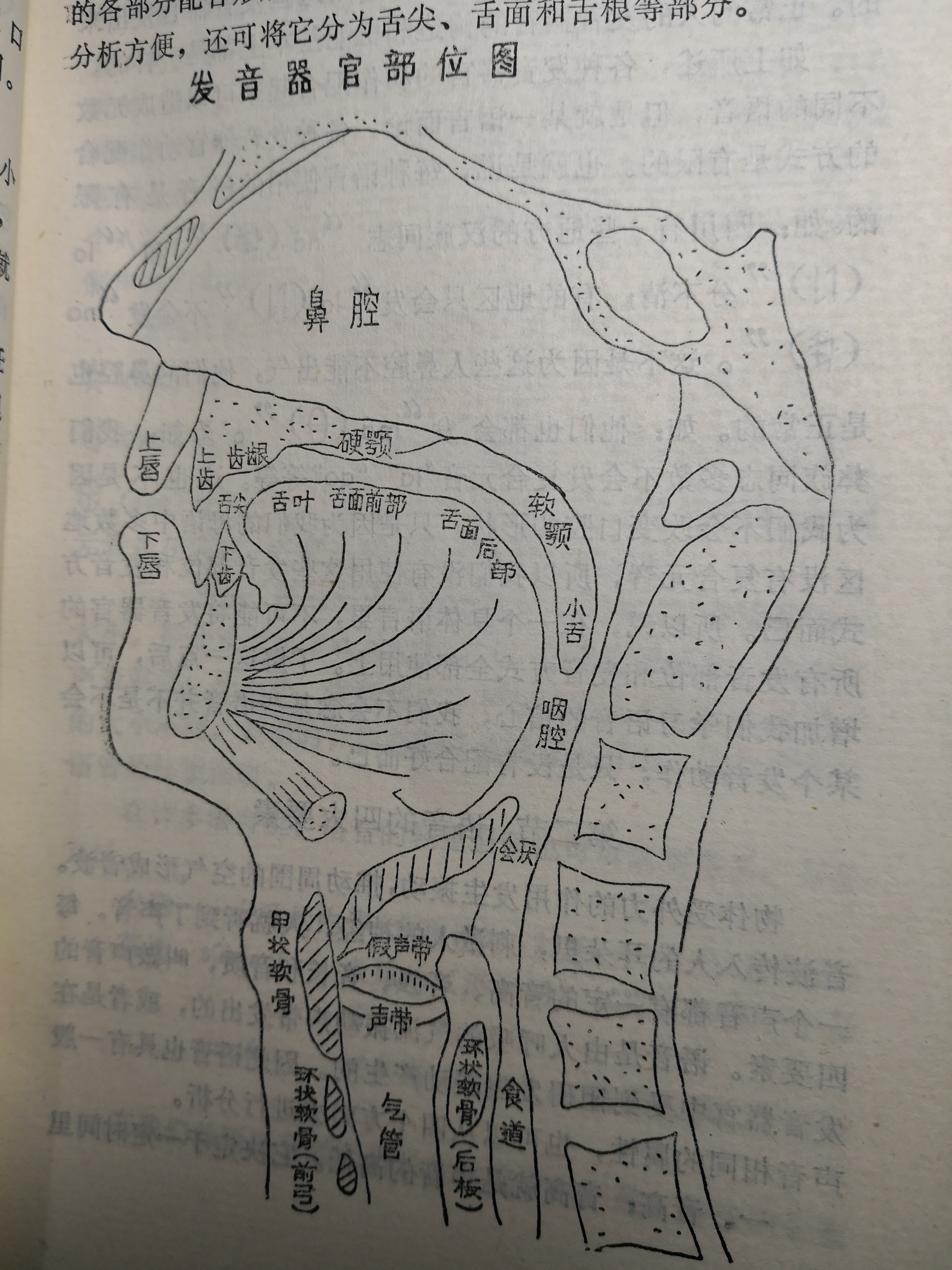 发音器官大致可以分为肺部,声带,咽腔,鼻腔和口腔等五个部分.