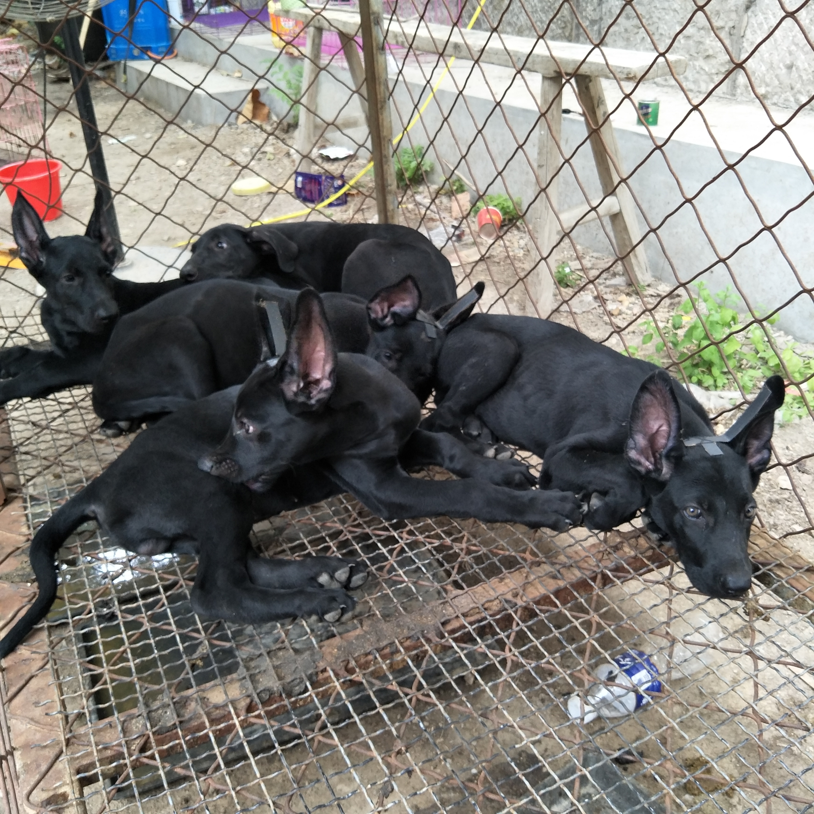 黑狼 黑狼犬 纯种黑狼 黑狼幼崽