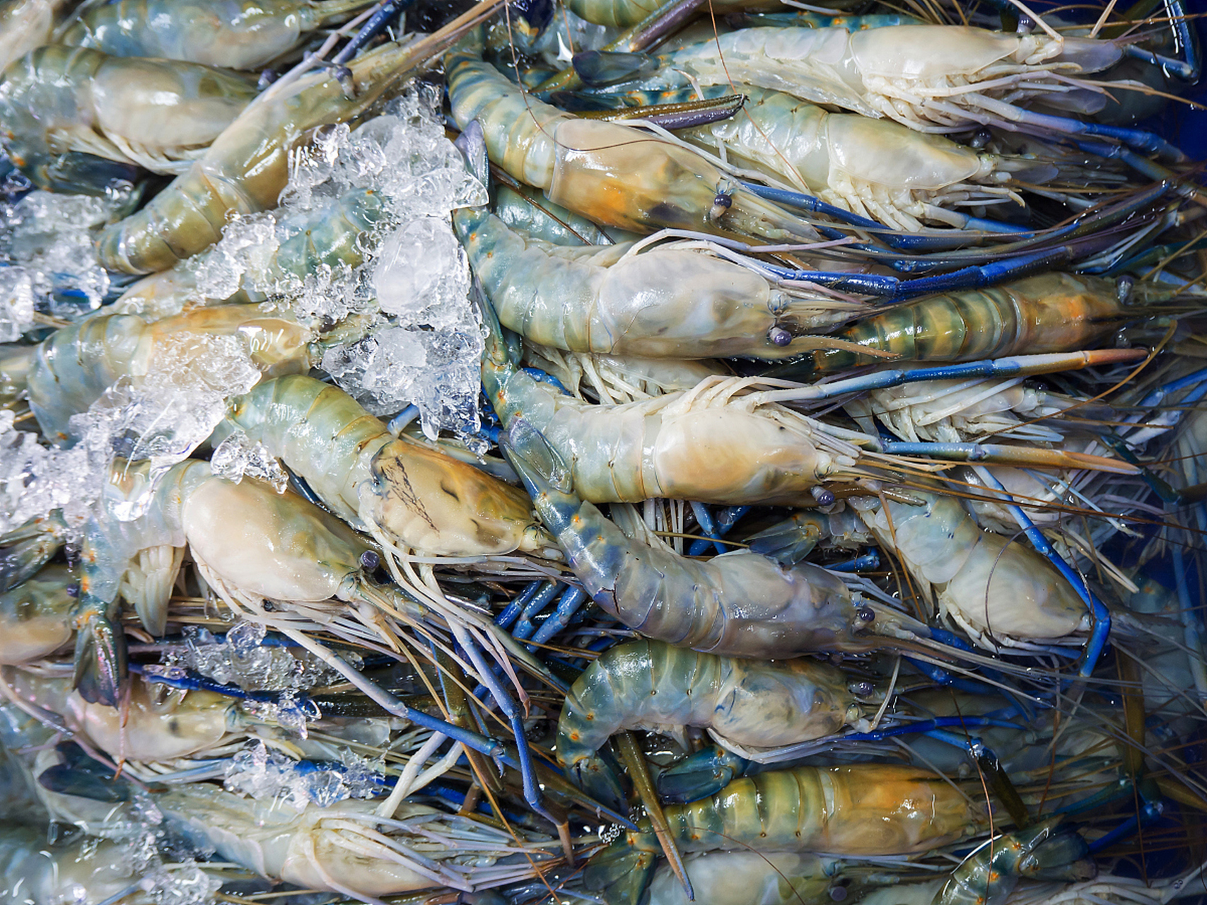 红虾与青虾在颜色,形态,口感,生物学特性,栖息环境和食用方面存在明显