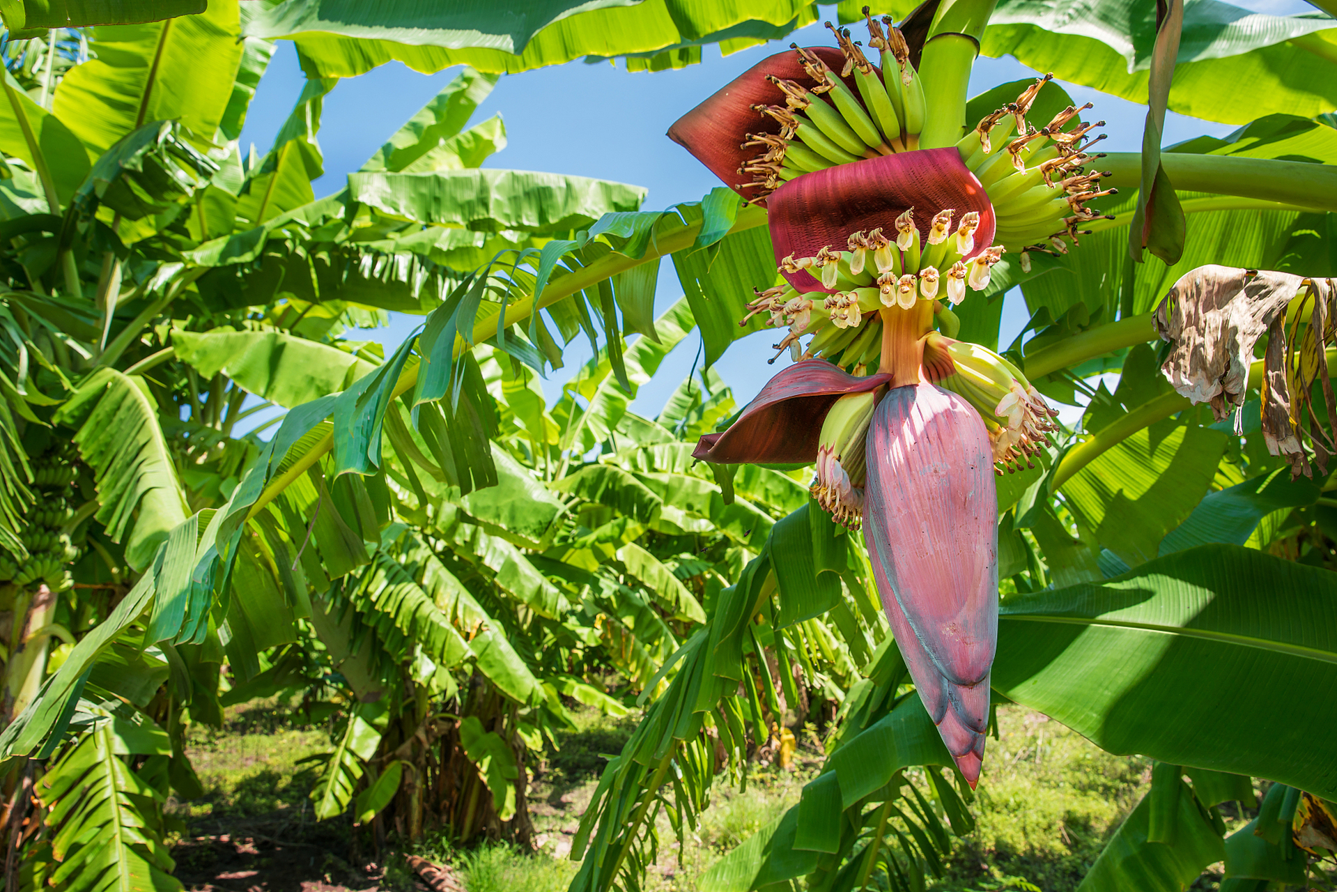 每天一篇英语小短文:   a banana tree   there is a banana tree in