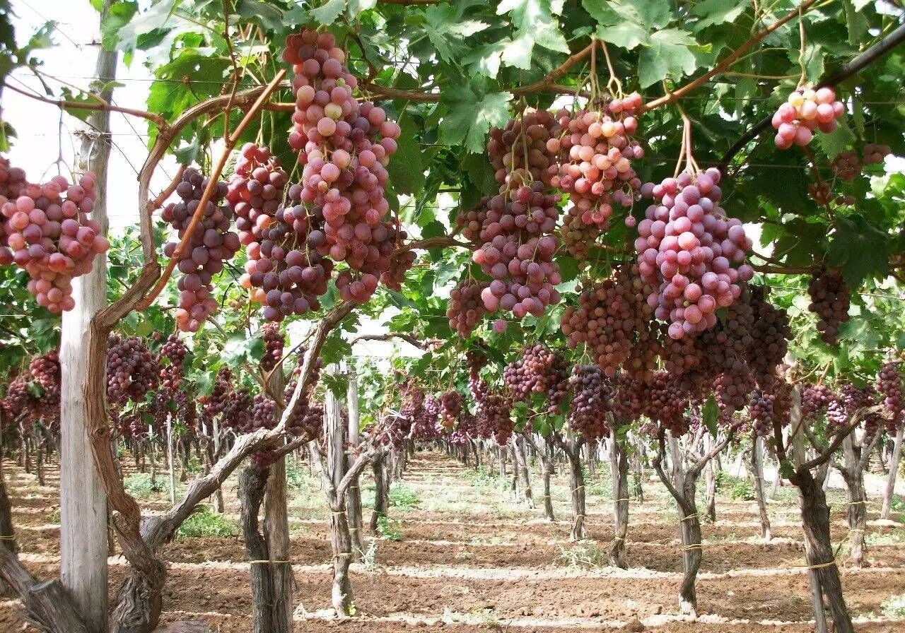 葡萄- 热门商品专区