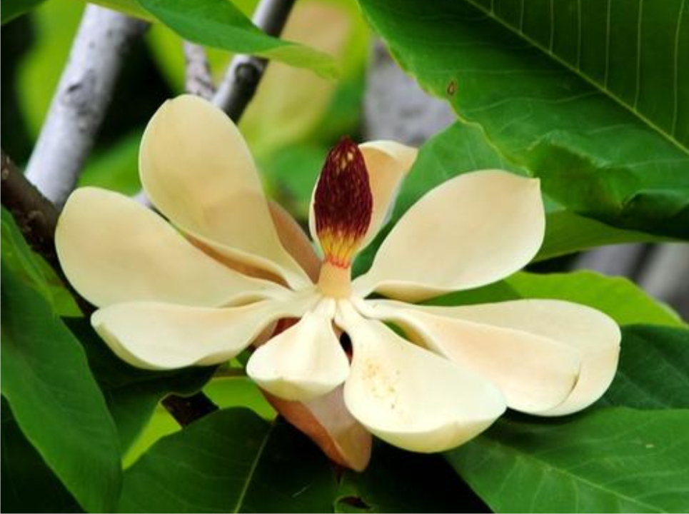 厚朴花泡水喝好处多,你知道厚朴花泡水的功效都有哪些吗?
