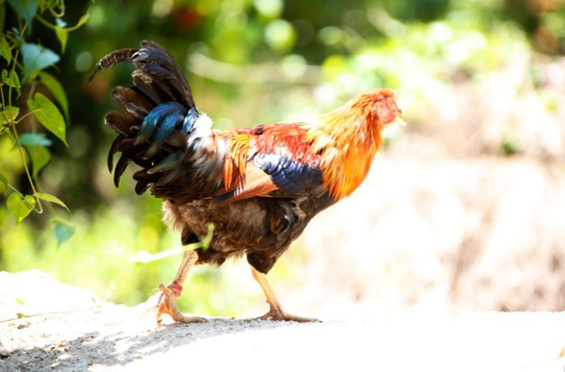 有机鸡饲养的指南,什么是有机鸡饲料