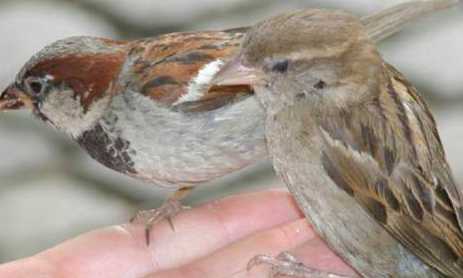 农村俗语:"瓮中鳖,偎灶猫,比翼鸟,蓬间雀",你知道意思吗?