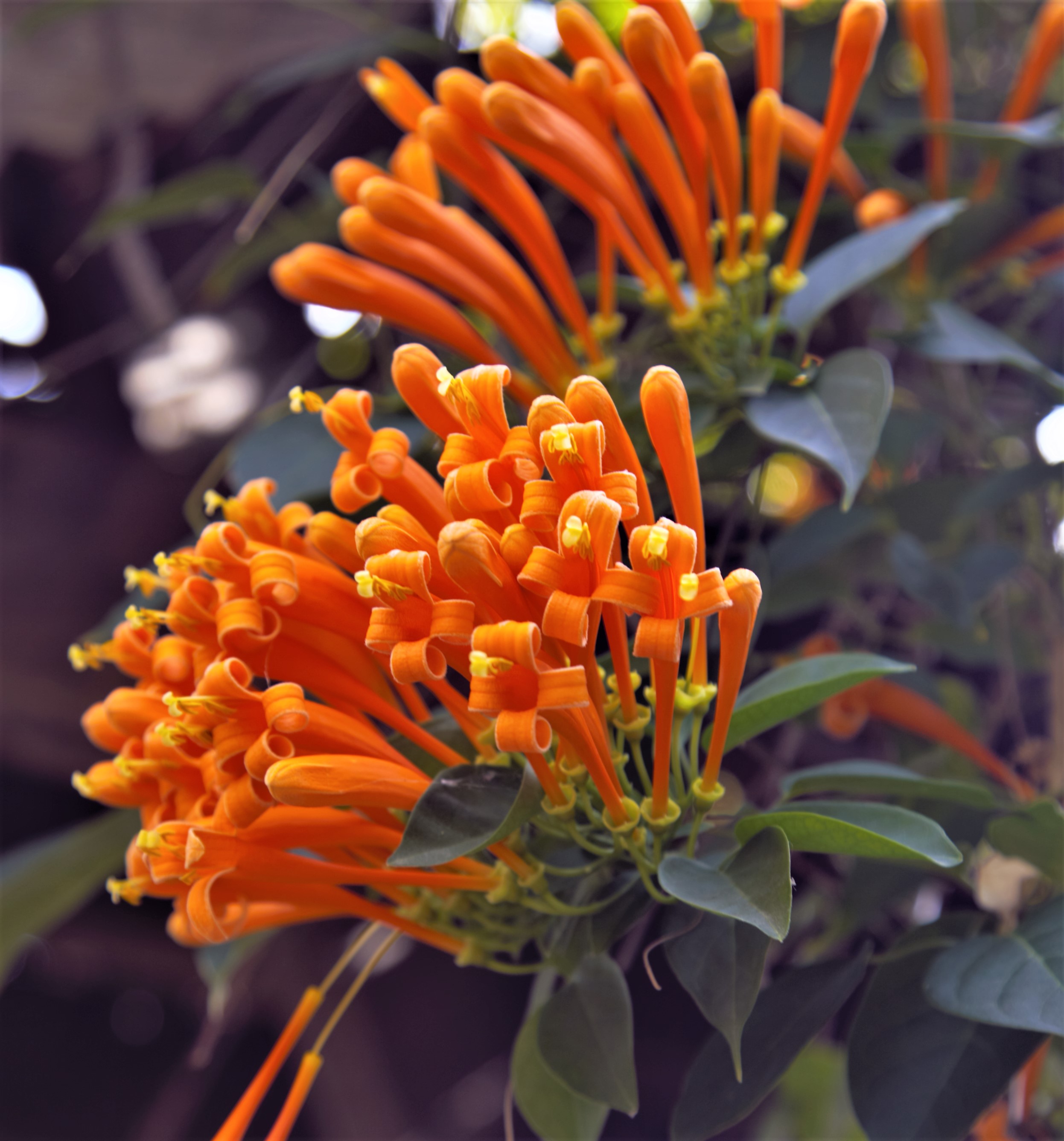 亭台楼阁院內房屋装饰美化的艳丽花卉爆杖花请欣赏