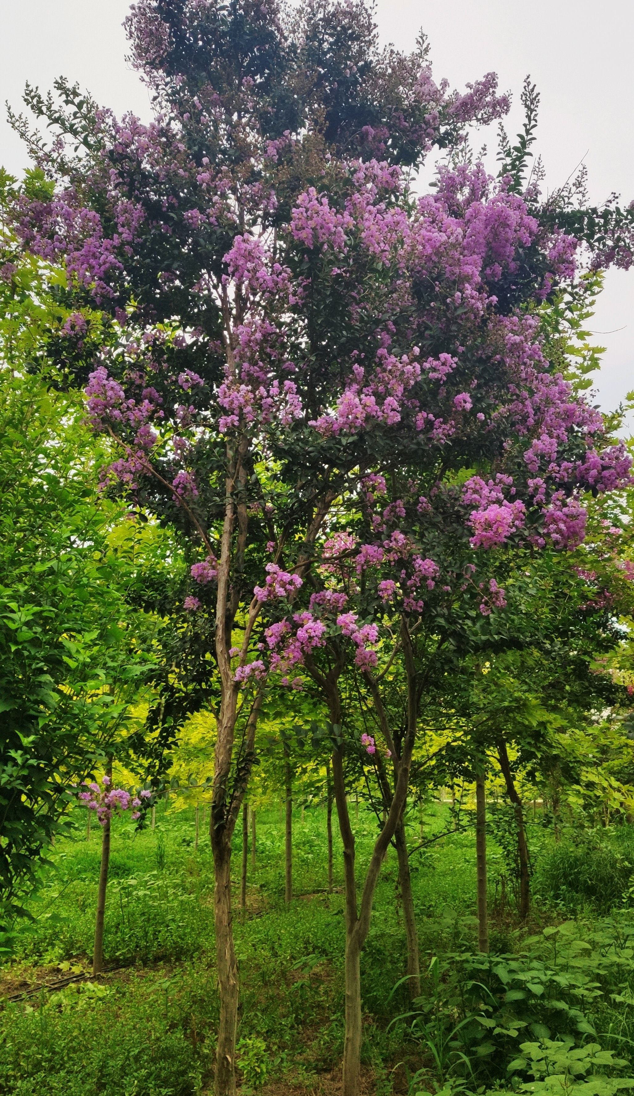 老紫薇的魅力所在