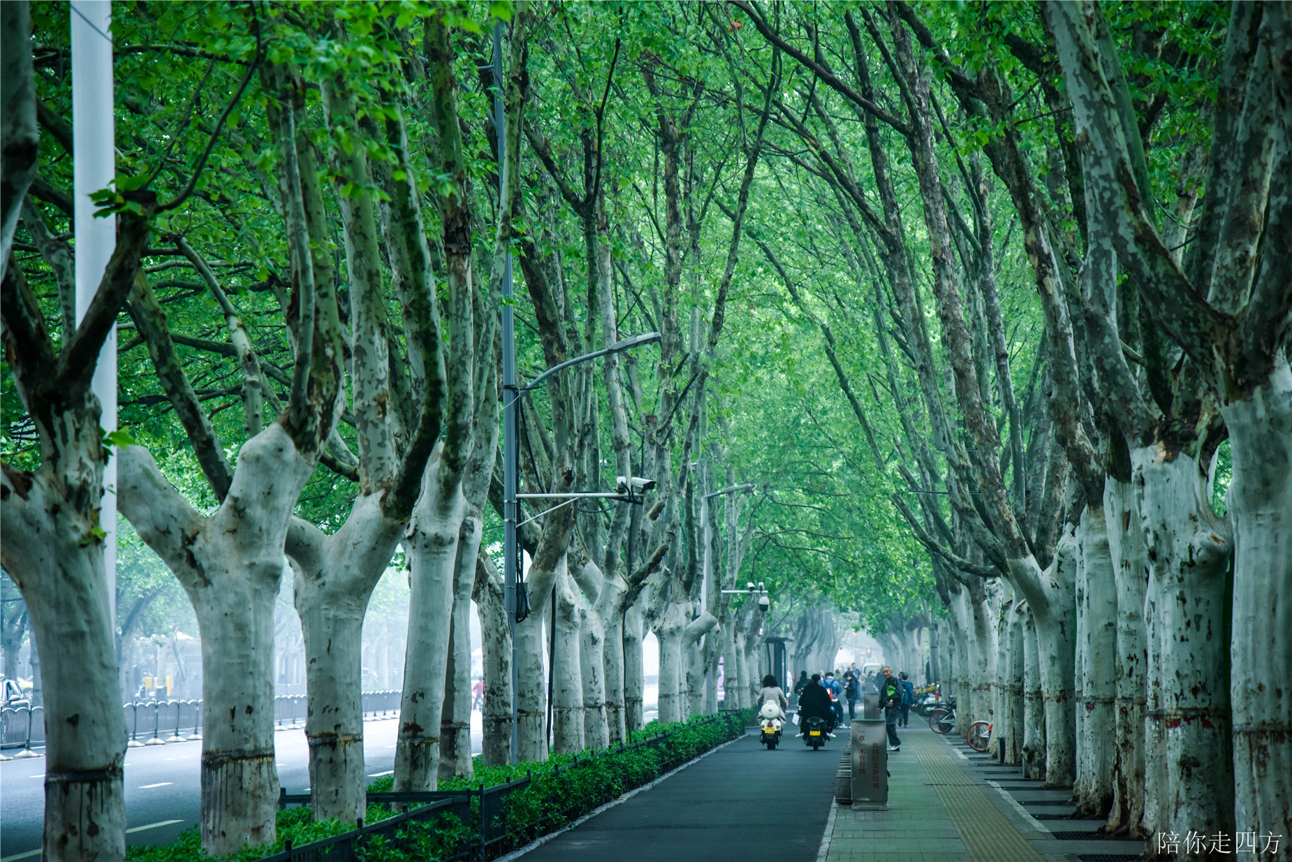 站在碧沙岗天桥上看嵩山路.