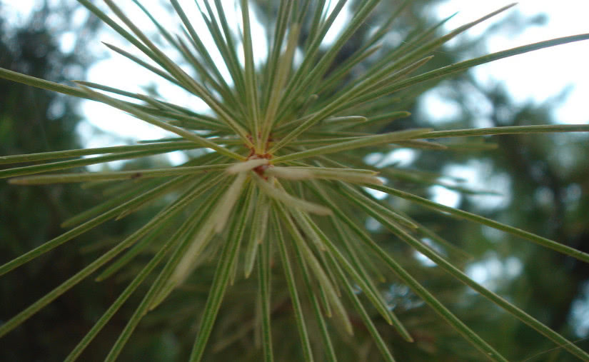 公园里长得像"针"的植物,城里人当草,农村人采来卖一斤30元