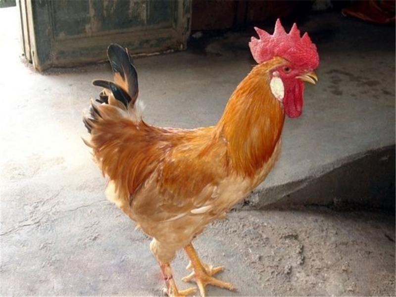 白耳黄鸡不爱吃饲料?"伙食"管理要调整,这些知识帮助你