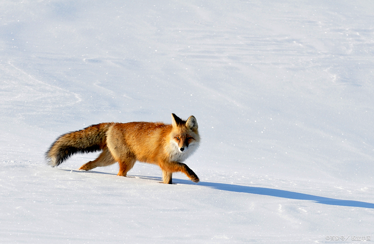 因为狐狸很狡猾("脚滑").