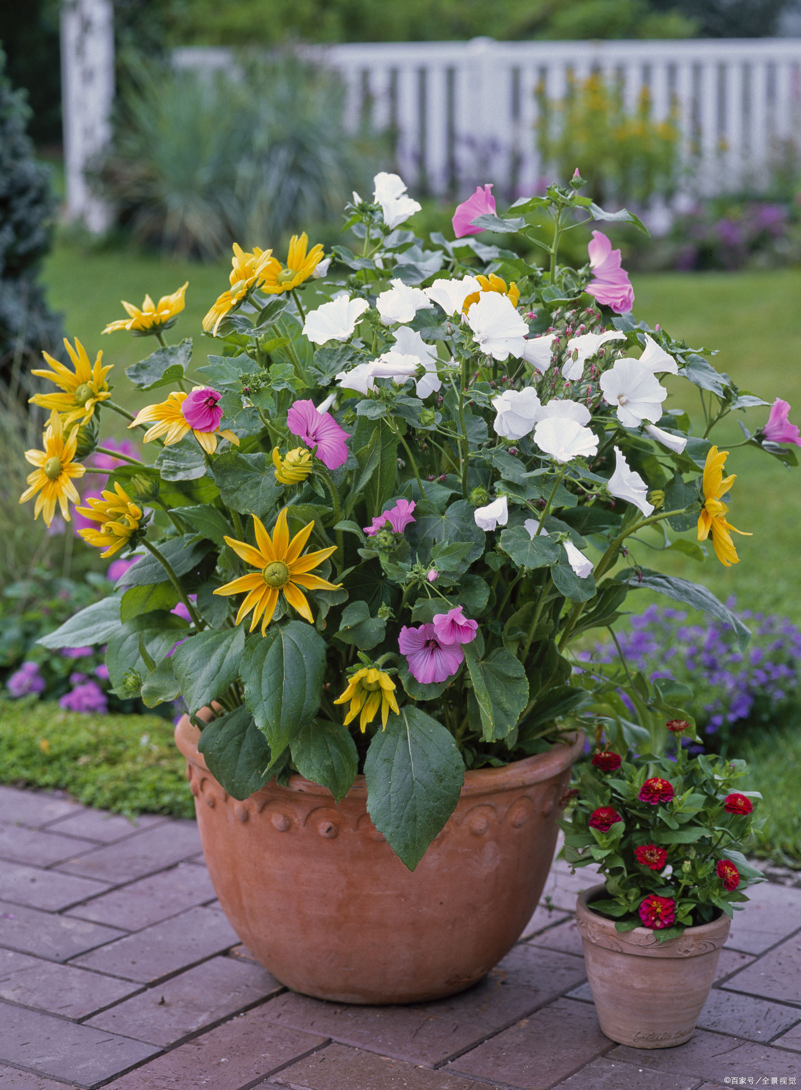 豆瓣园艺达人王清欢,手把手教你将封闭式小阳台,打造成家庭花园