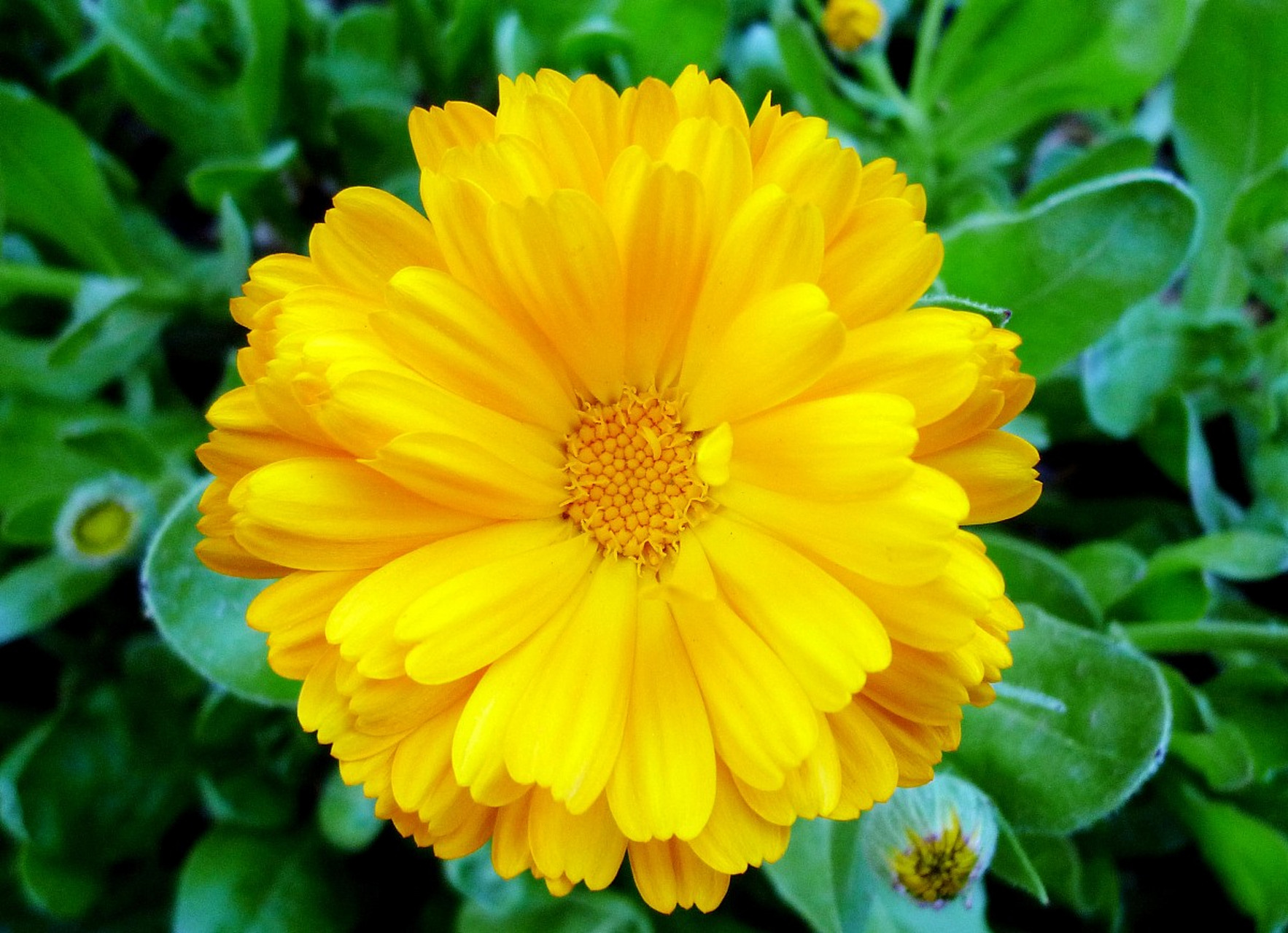 每日花语# 金盏花的花语是救济,嫉妒,高尚,圣洁.