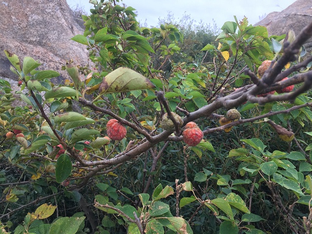 农村这种植物,能穿山破石,生长能力极强,人称"穿破石"