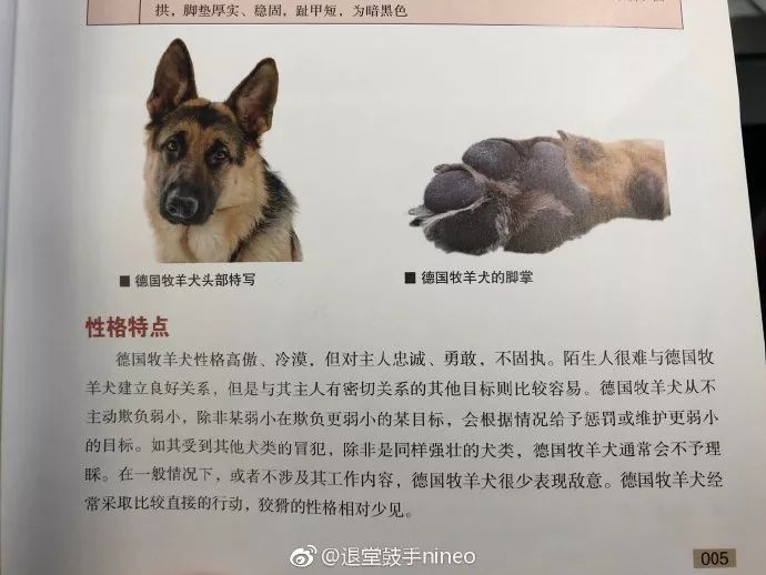 看完德牧的介绍后……网友 这就是最完美犬系男友啊