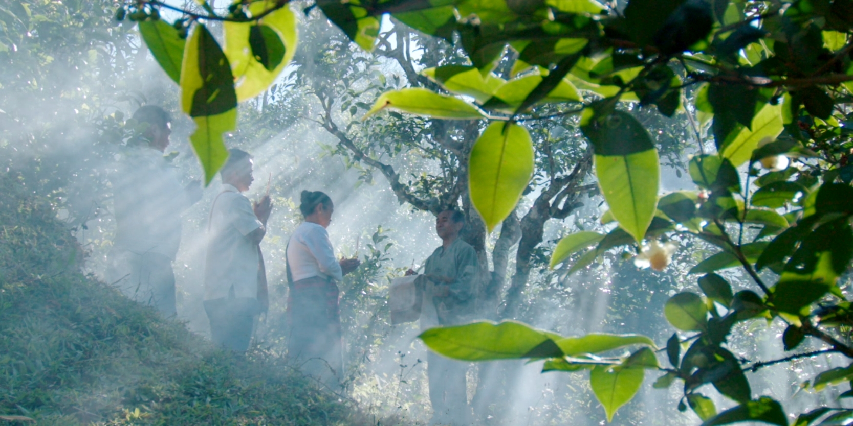 有的 自然风貌与风土人文 品饮茶叶前世今生 体悟从一片树叶到一杯茶