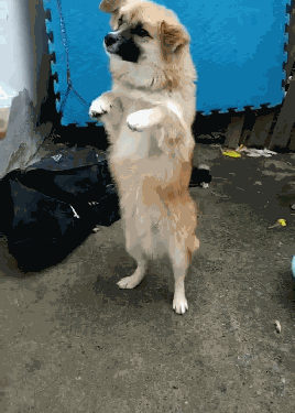 紧接着当网友靠近狗的时候,狗狗立马起身站了起来,接着对网友不停的