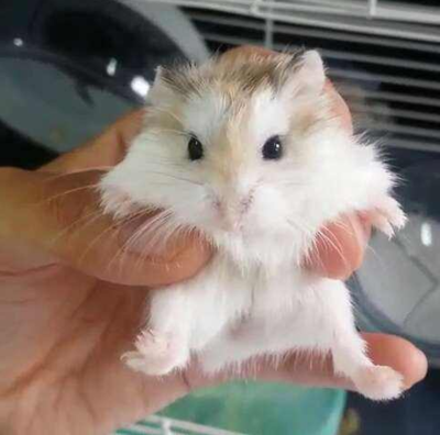 沙漠侏儒仓鼠是所有的仓鼠中体型最小的一种,也是最长寿的仓鼠!