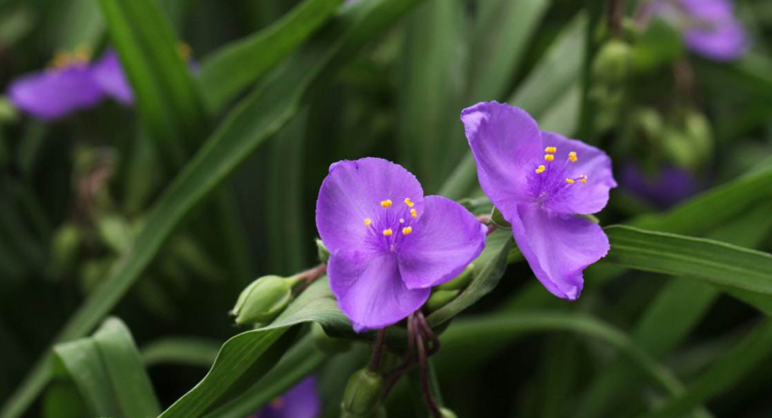 如何正确养殖紫露草,掌握以下几点,即可茁壮成长!