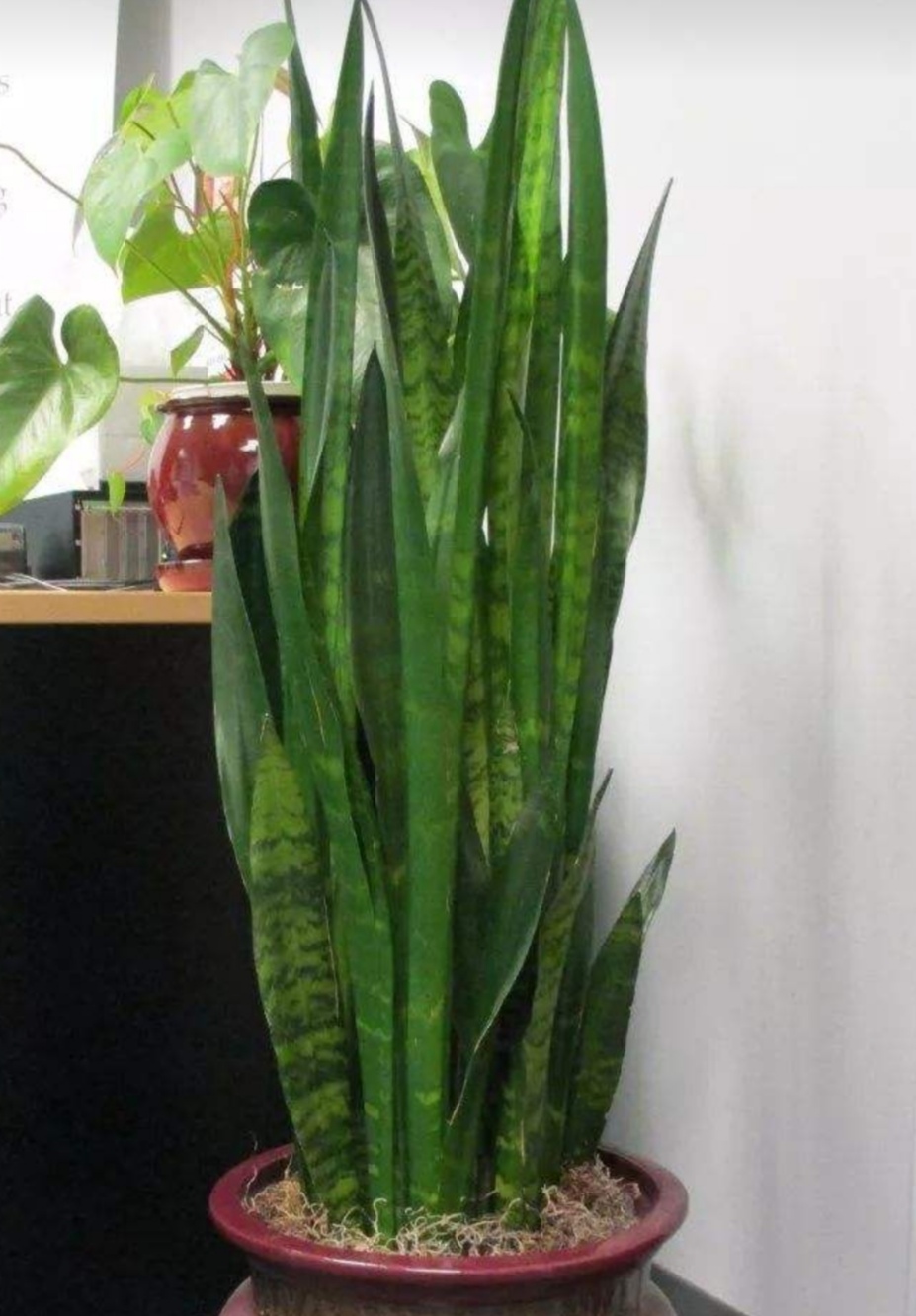 虎尾兰长势不良,叶子暗淡,给它补点这种肥,叶子浓绿有光泽