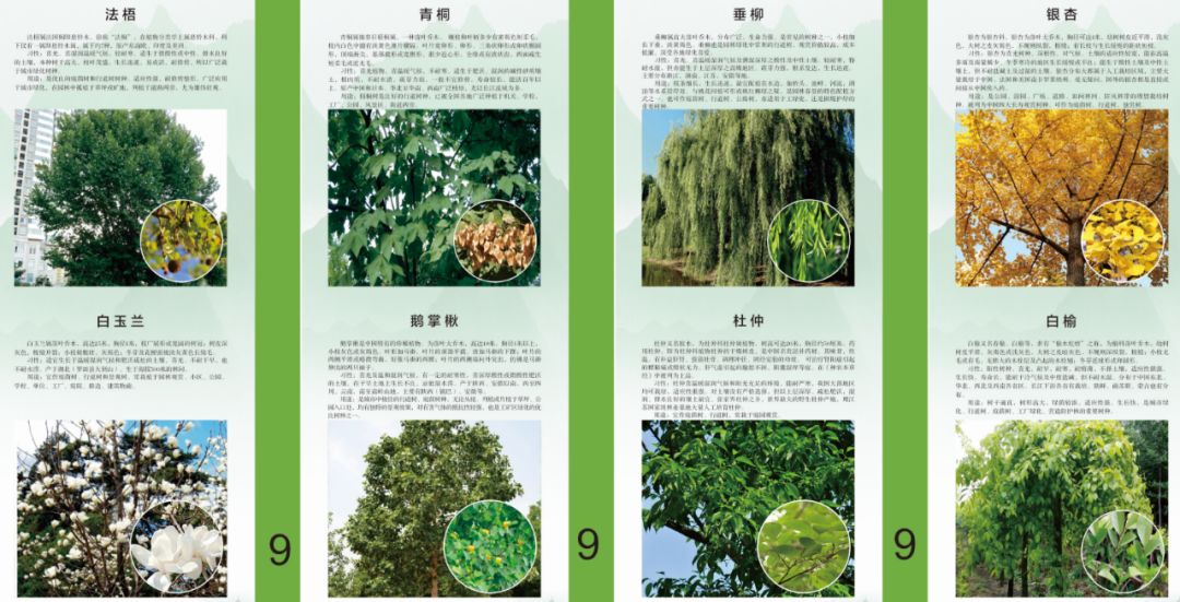 打卡新去處,阜陽植物科普園!