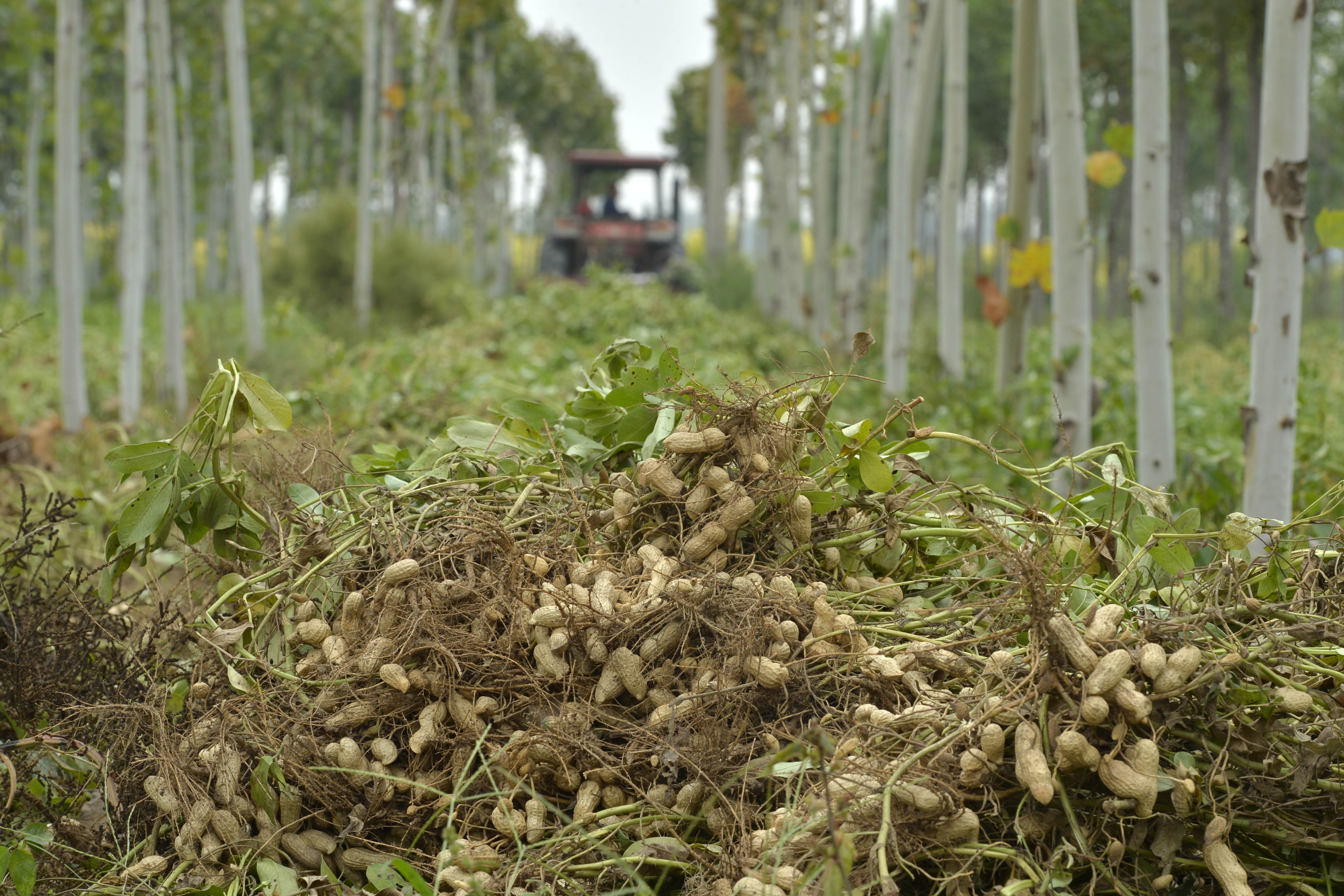 河北邢台:花生"订单种植"助农家致富(1)