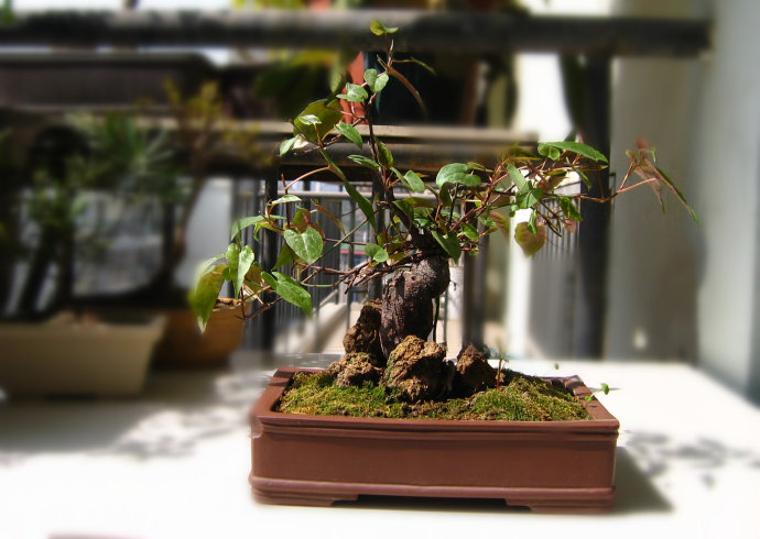 药材- 热门商品专区