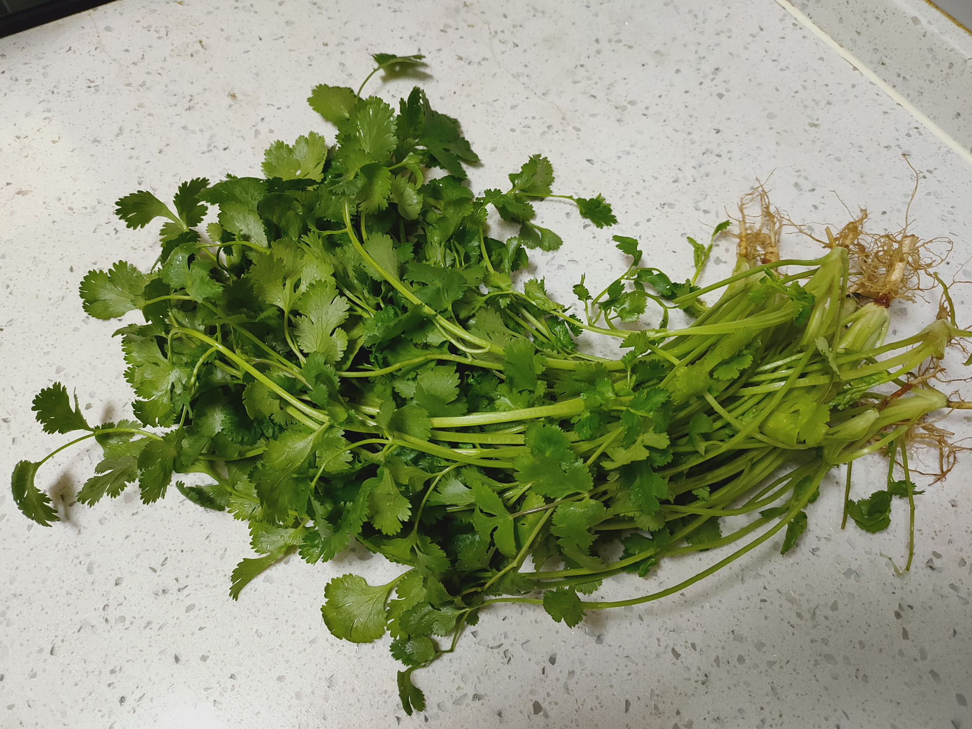 买回来的香菜放两天就发焉,试试这个小妙招,放一个月照样新鲜