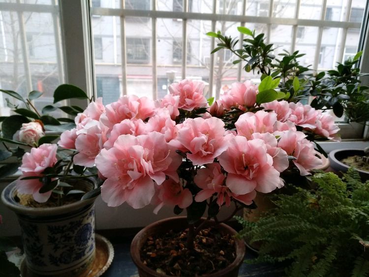 4月发文:养"高档玫瑰"红羽,美艳如少女裙摆,灵动可爱