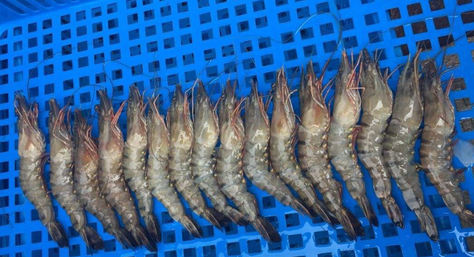 草虾学名"斑节对虾",并且还有产量高的优点,那该怎样养殖呢?