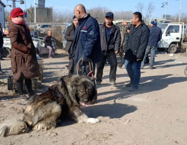 大叔卖自家3岁高加索,死活不愿走,保护主人最后一刻,图8戳心