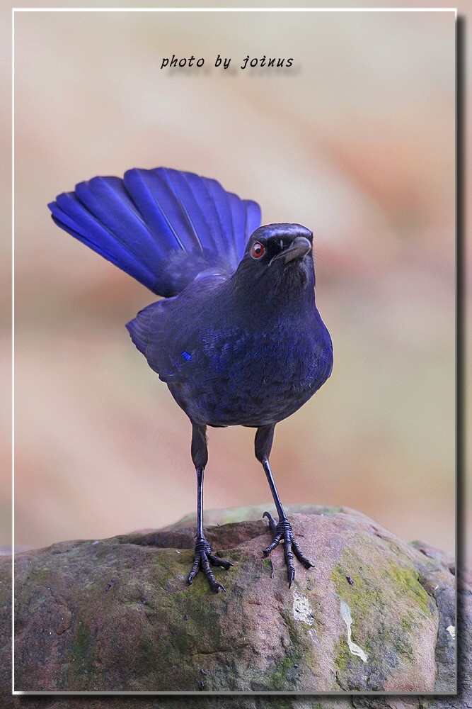 动物小百科:关于台湾紫啸鸫你不得不知道的知识!