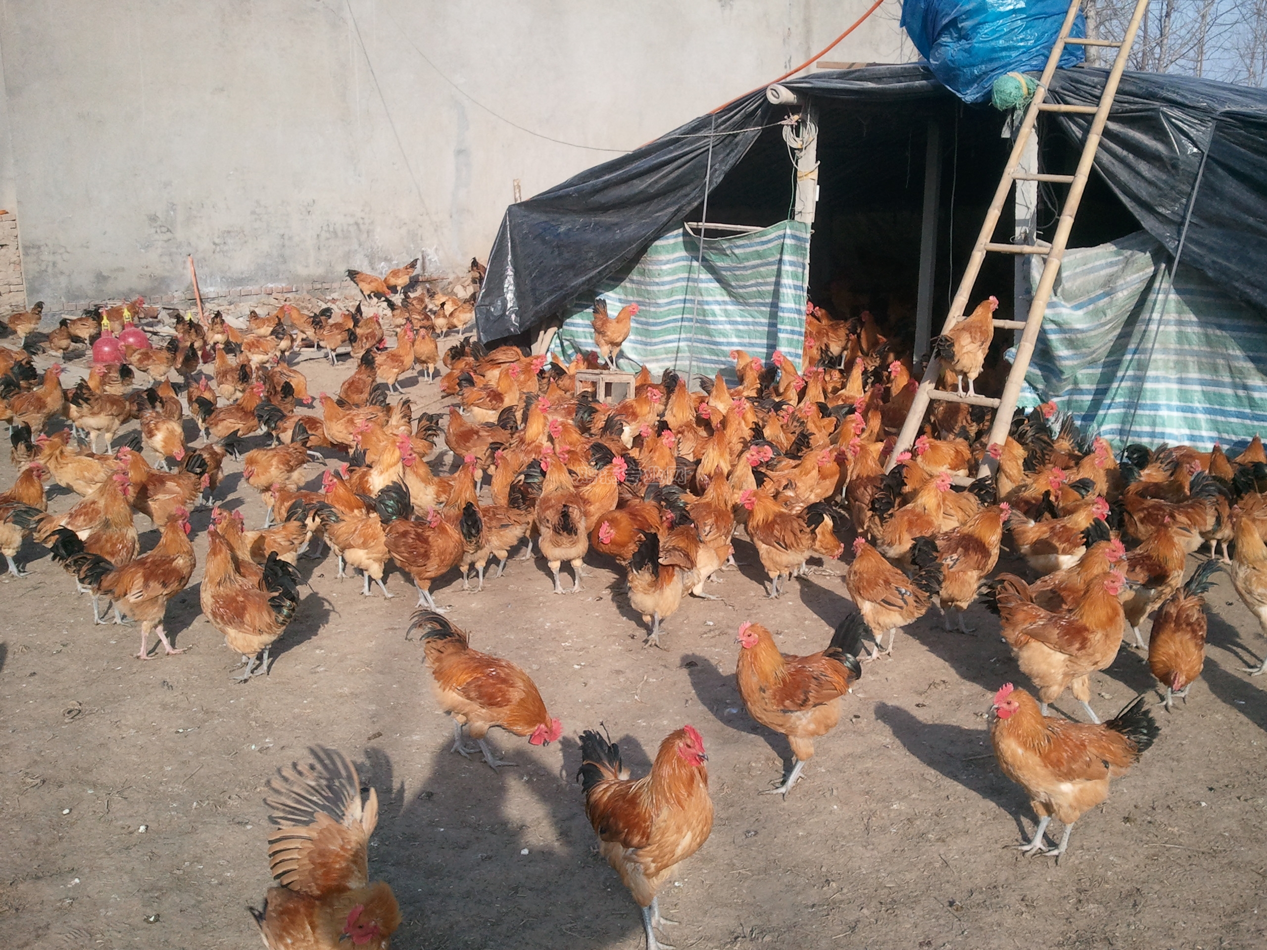 养鸡妙招:养鸡人看完省去不少烦恼!