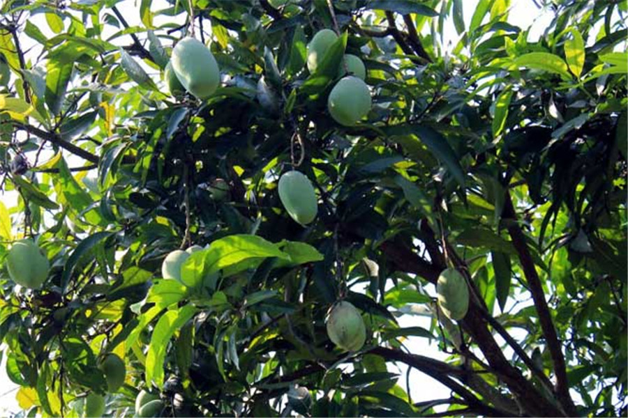 芒果樹種植不容易,一定要做好果園管理