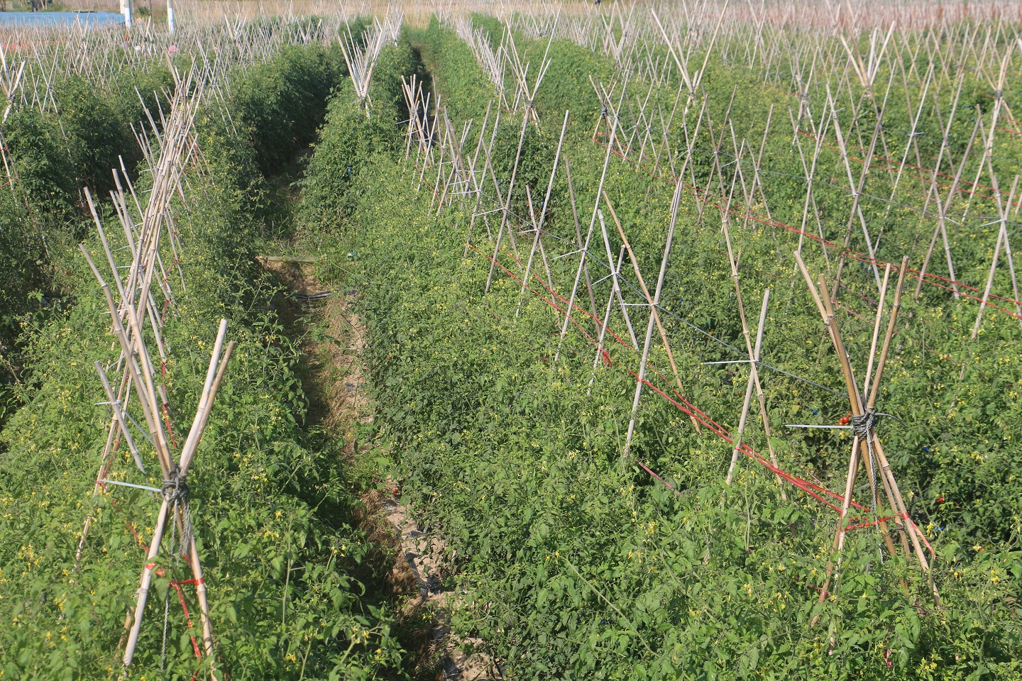 一颗小番茄激发您的热情,带您走进千禧圣女果果园