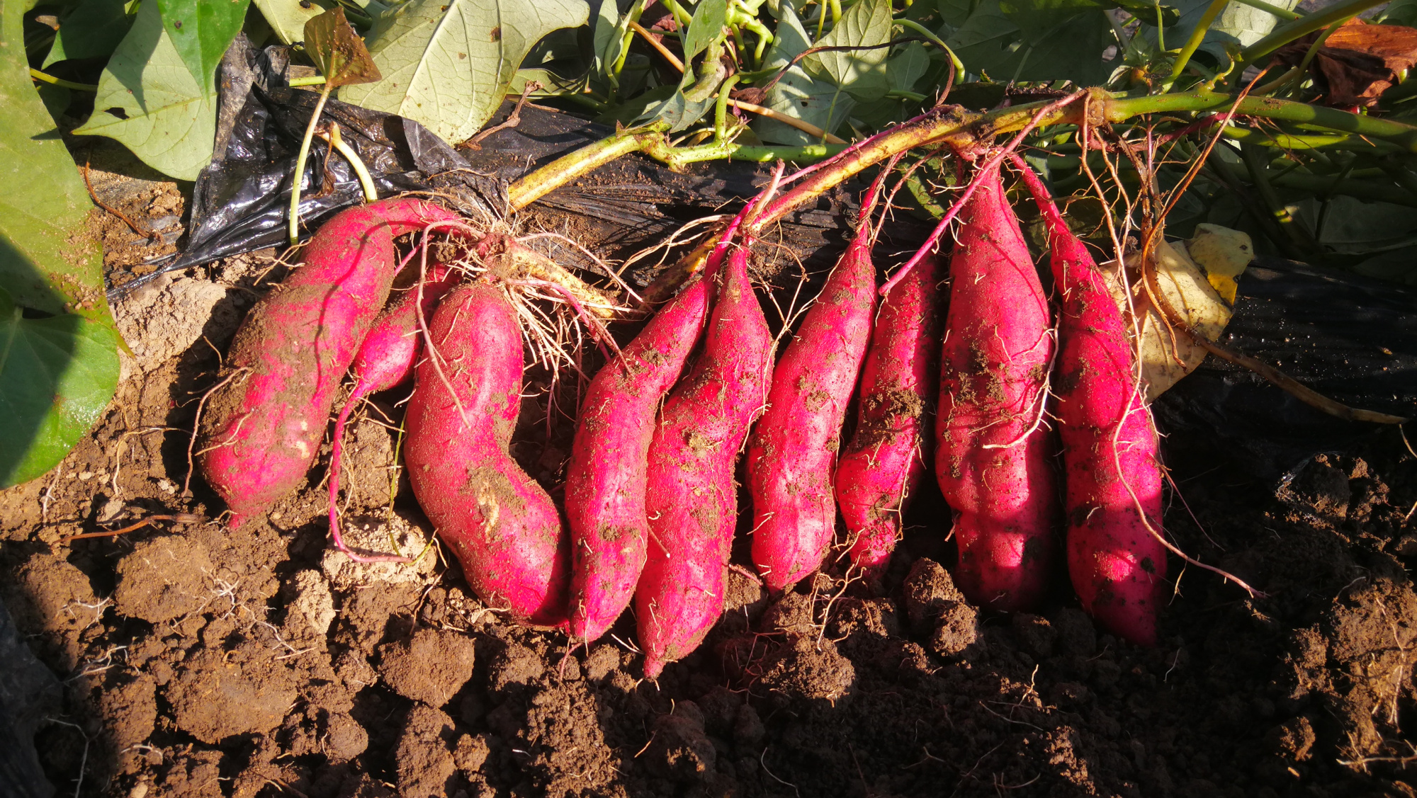 红薯- 热门商品专区