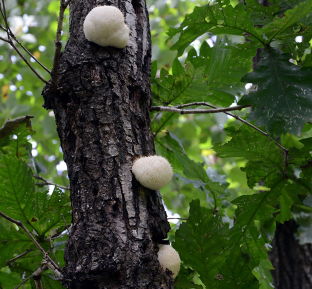 图2,野生石灵芝.