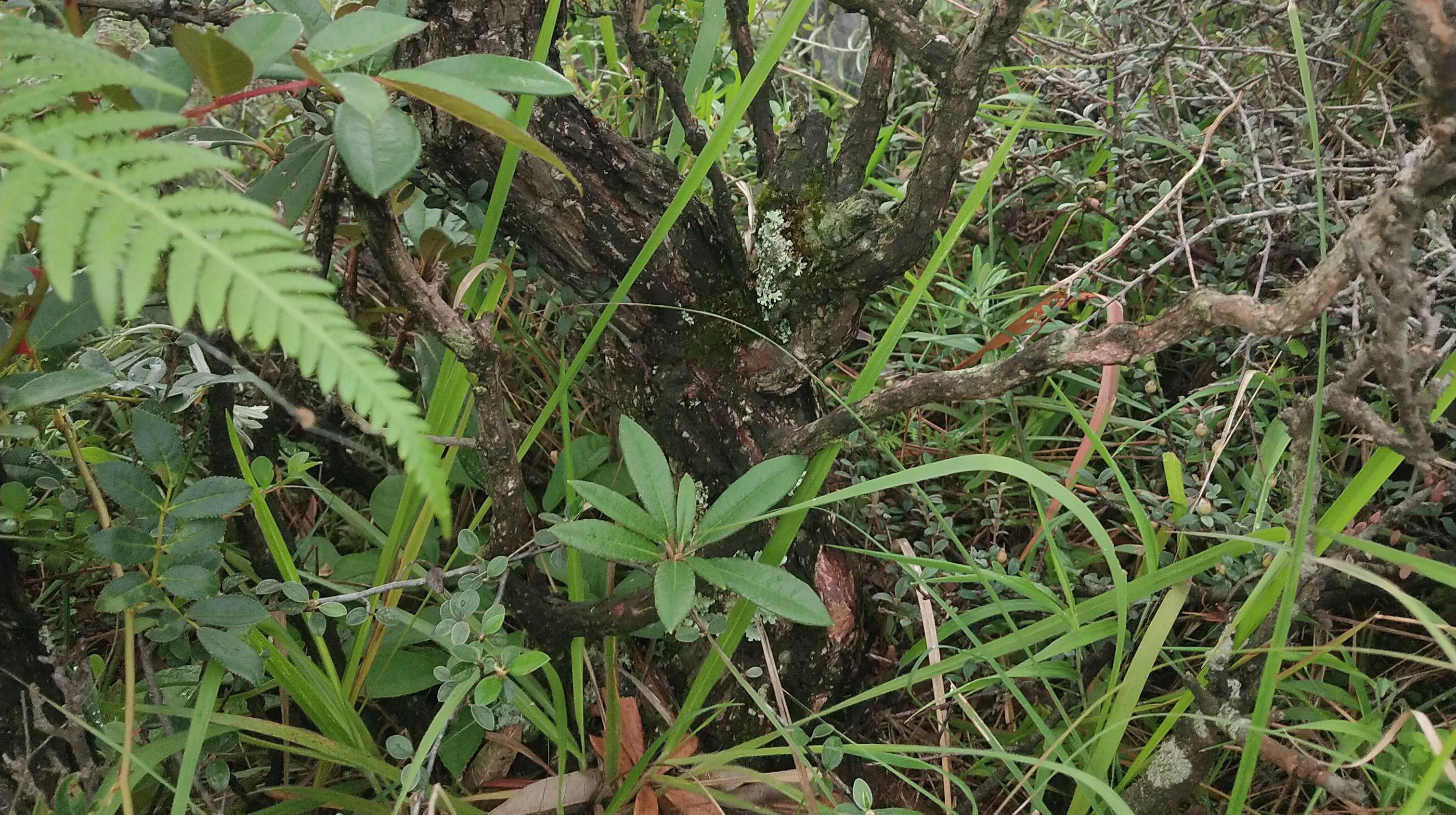 大量出马樱花黑刺