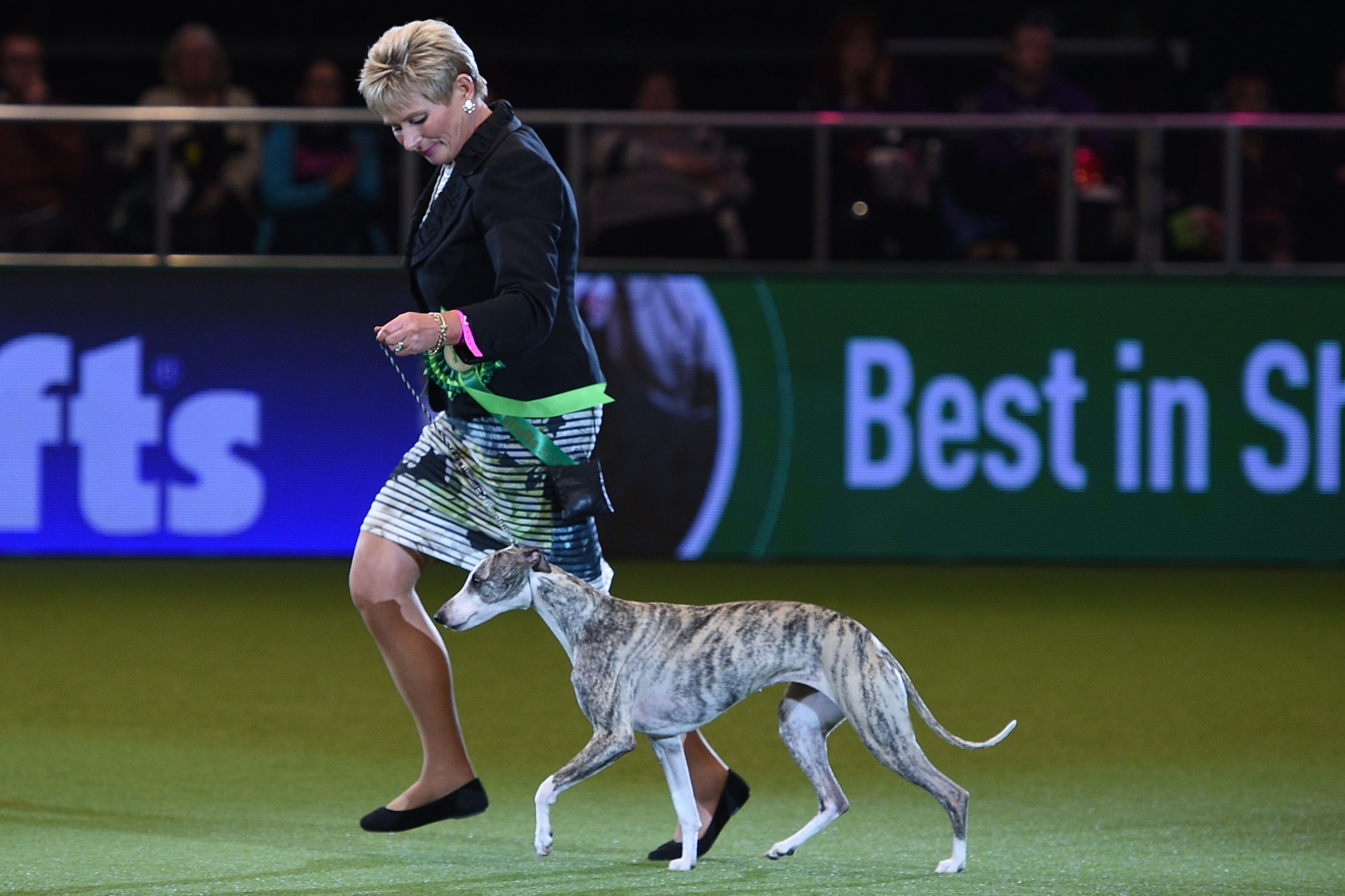 惠比特犬在克鲁夫茨犬展夺冠[2]