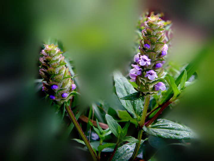 农村这种野草一到夏天就枯死,价值珍贵有人靠它发财,30元一斤