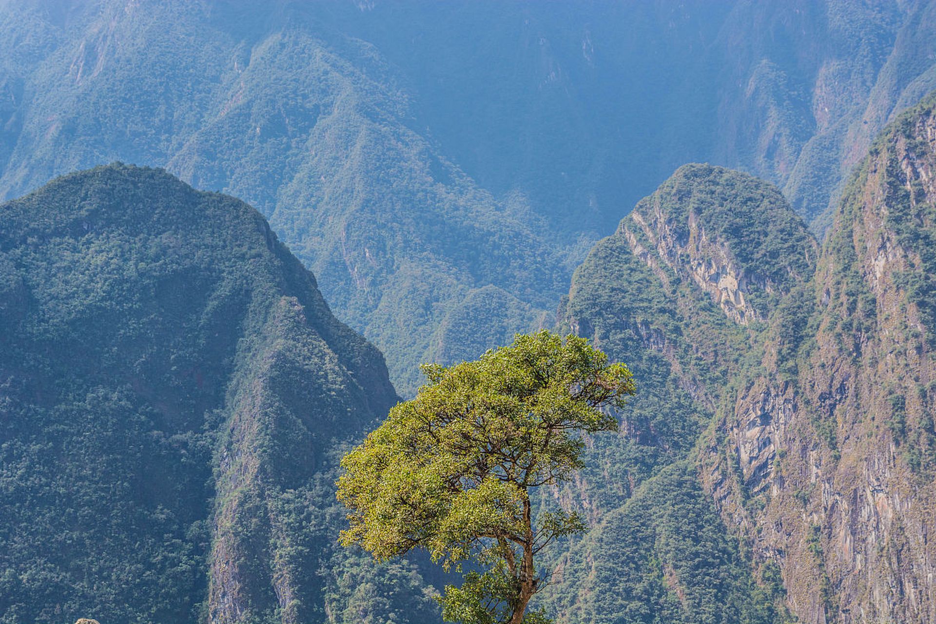 城口大巴山国家级自然保护区:峰峦叠嶂间的生物王国  大巴山,这个充满