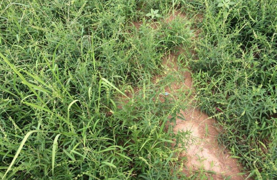此物是"珍珠透骨草",农民见到就拔,不知其珍贵,如今要卖20元