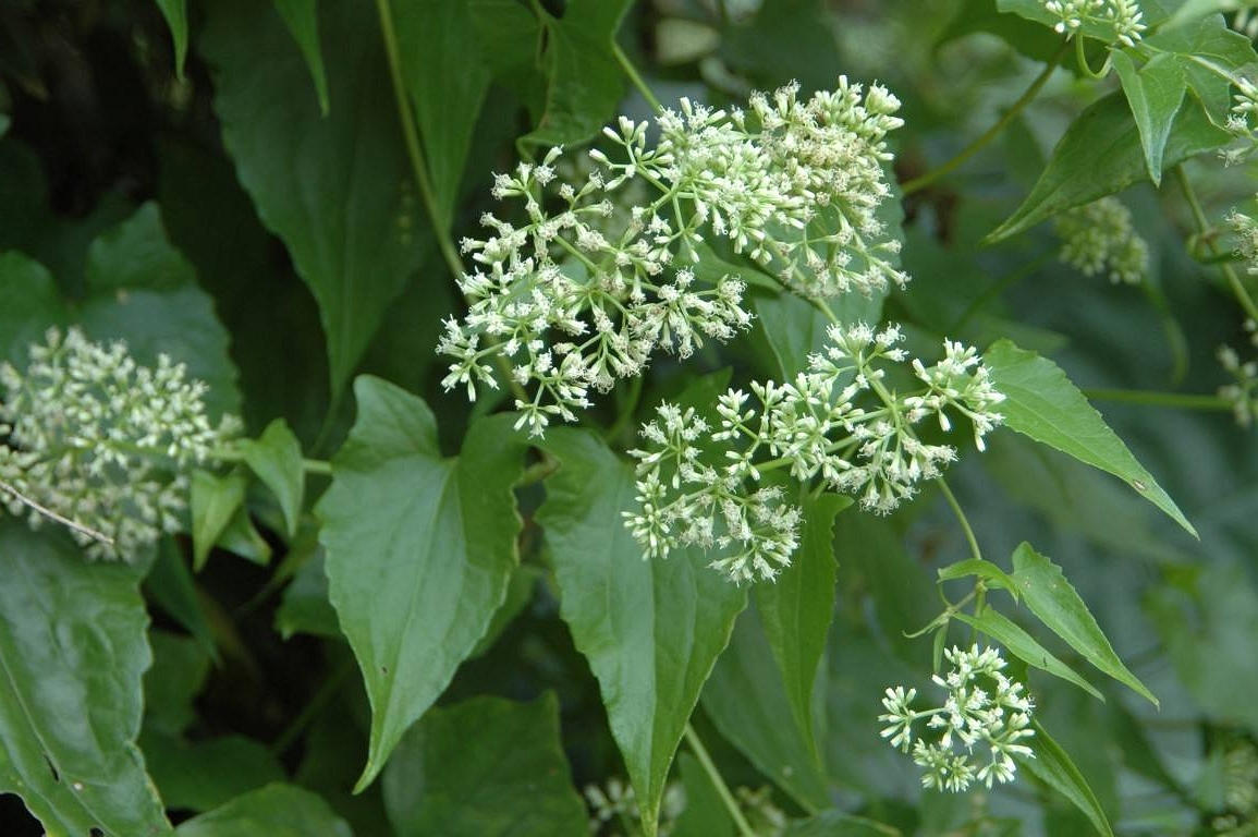 除了感冒,林泽兰还能治疗一些别的疾病,像肠寄生虫病,疟疾等,所以林