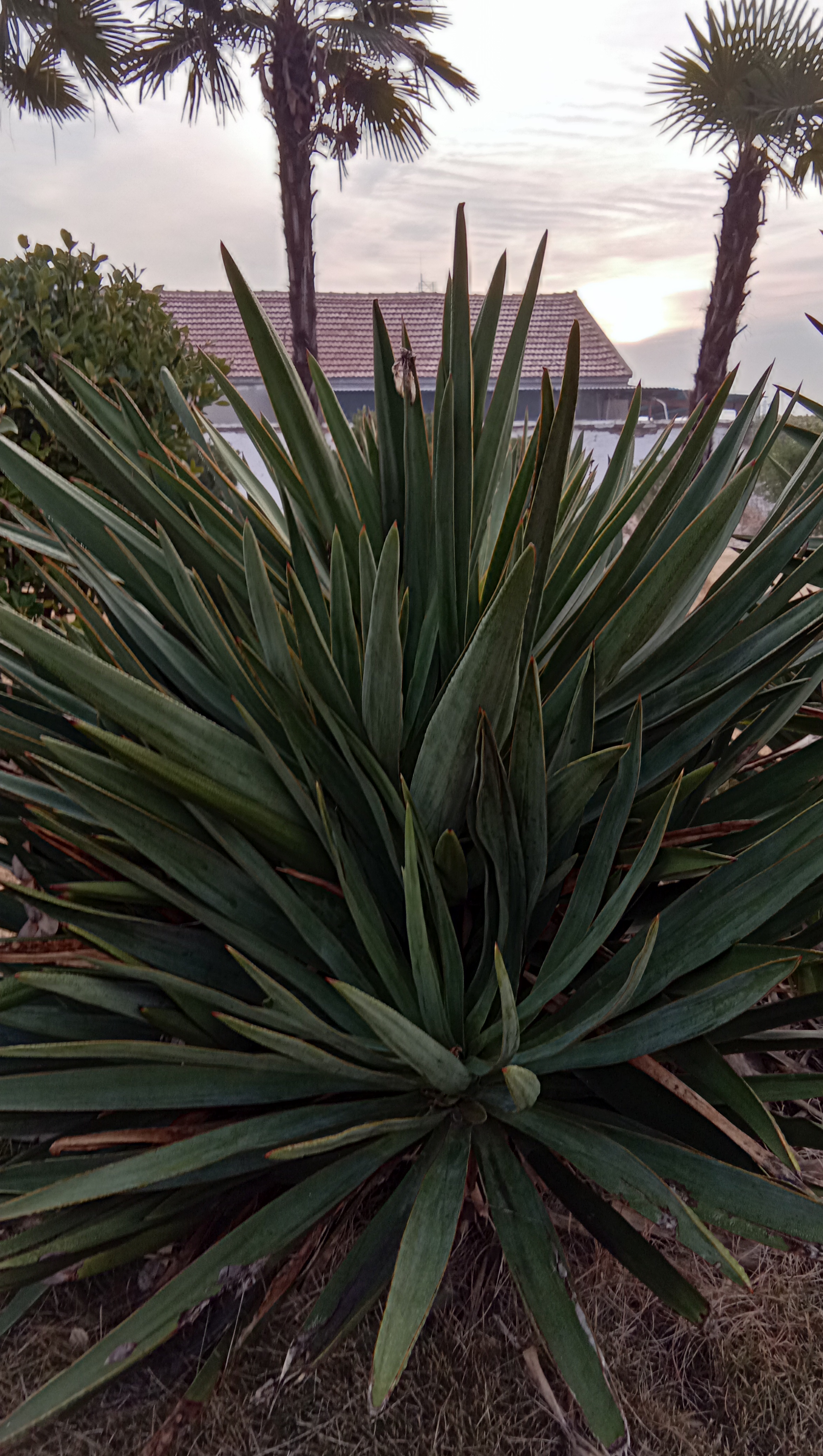 剑麻:它的叶子像一把锋利的宝剑,时刻宣告自己的主权.