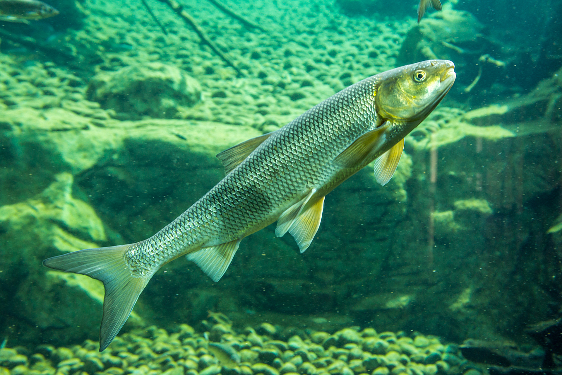 淡水鱼是指能生活在盐度为千分之三的淡水中的鱼类.