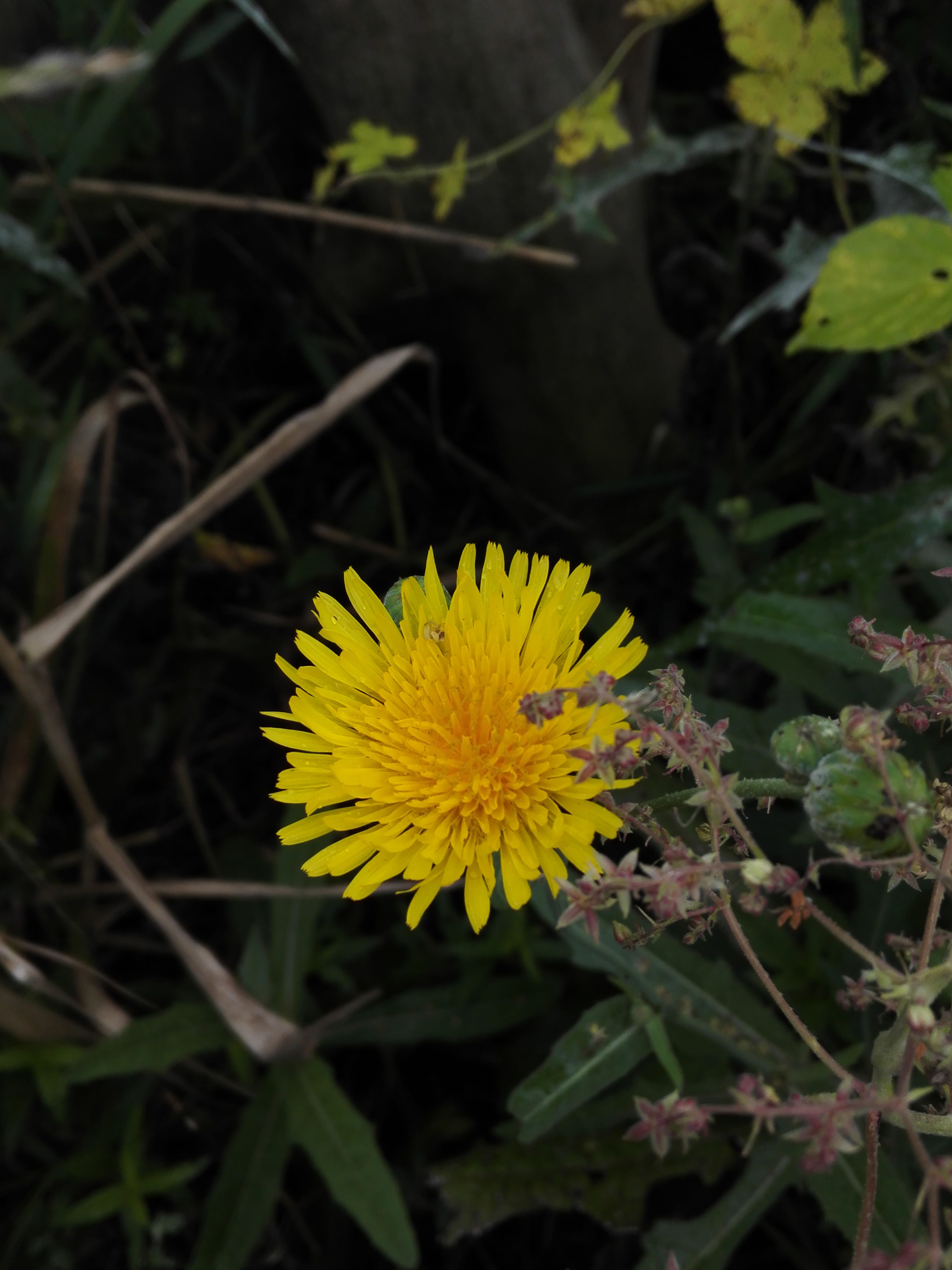 苣荬菜,又叫败酱草. 转载自百家号作者:点墨留芳