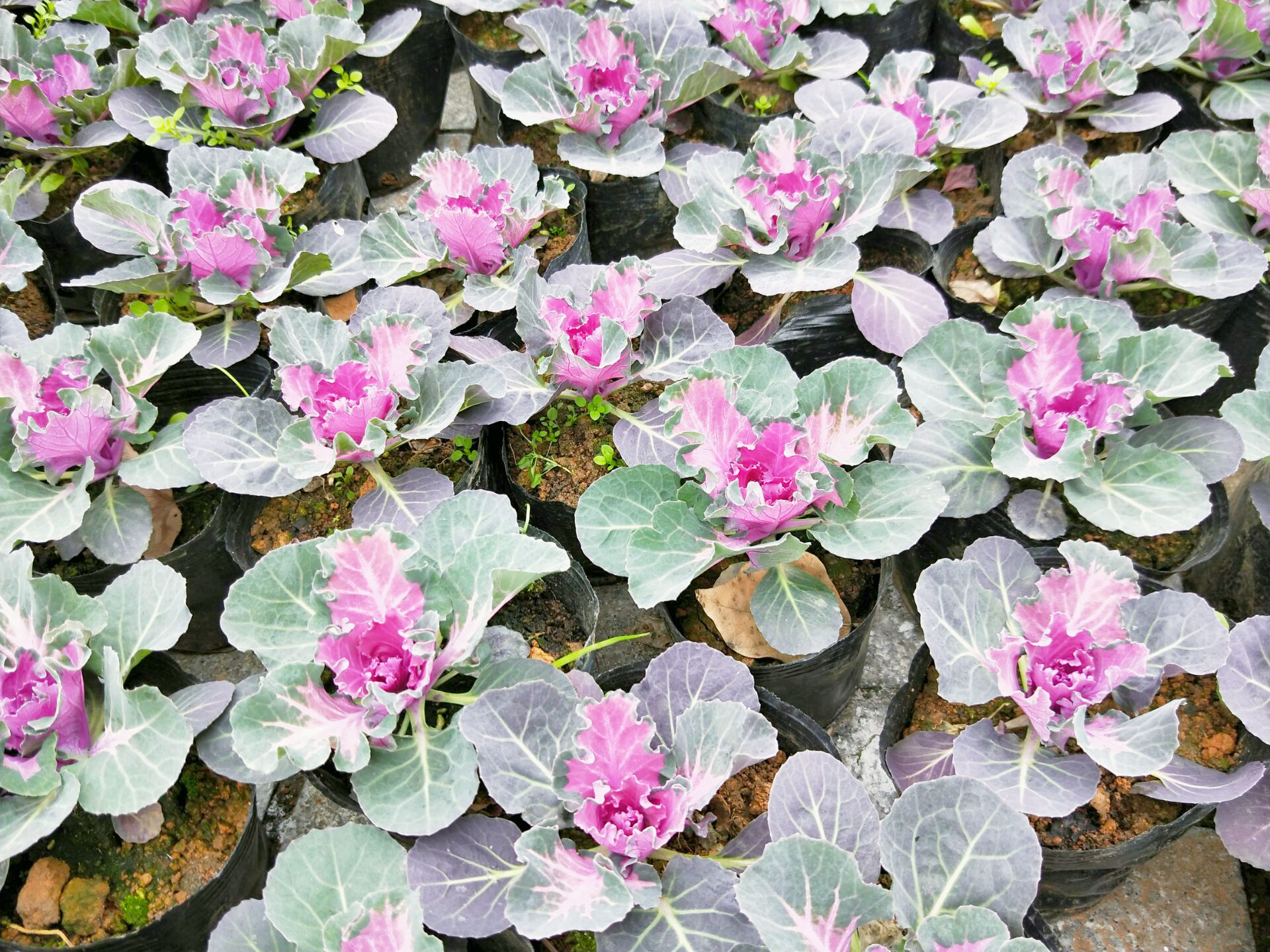 公園養出花包菜,紫紅色